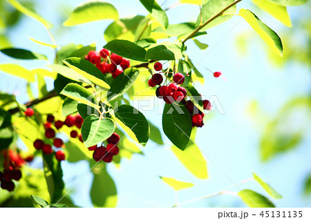 シデザクラの実が、赤く熟す頃 45131135