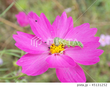 コスモスと虫 45131252