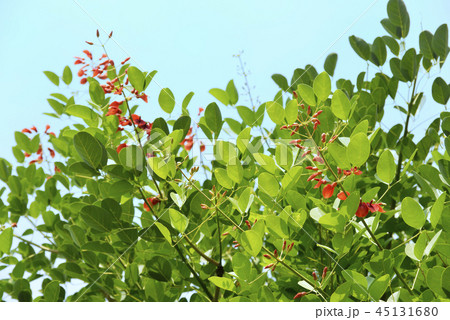 アメリカデイゴの花 45131680