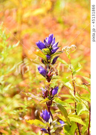 リンドウ リンドウ 45131866