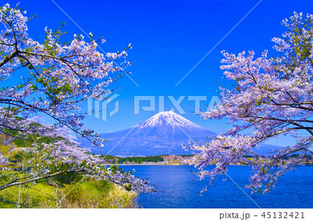 田貫湖から見る満開の桜と富士山 田貫湖から見る満開の桜と富士山 45132421