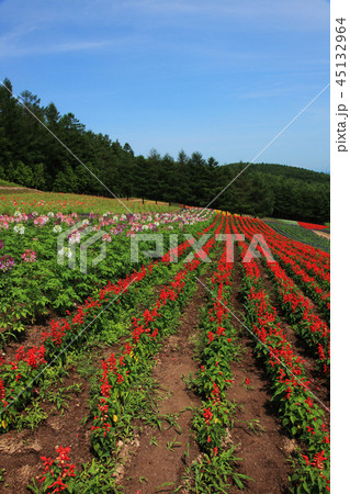 中富良野の花畑 中富良野の花畑 45132964