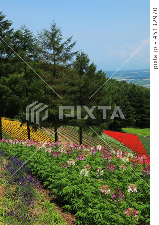 中富良野の花畑 中富良野の花畑 45132970