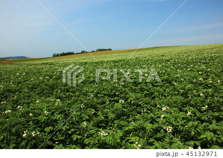 美瑛の丘のジャガイモ畑 45132971