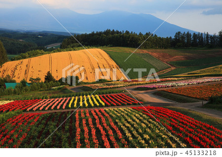 美瑛の花畑 45133218