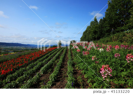 中富良野の花畑 中富良野の花畑 45133220