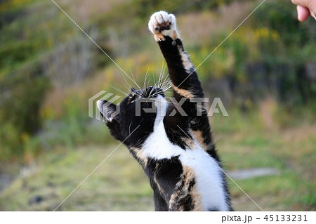 猫・猫じゃらし・遊ぶ・立つ・野良猫・外ネコ 猫・猫じゃらし・遊ぶ・立つ・野良猫・外ネコ 45133231