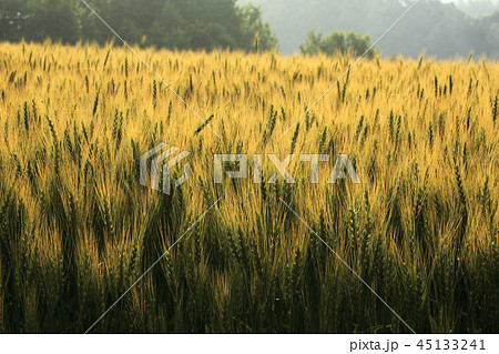 美瑛の丘の麦畑 美瑛の丘の麦畑 45133241