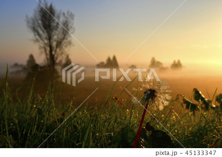 朝焼けと霧の渡良瀬遊水地の朝露付くタンポポの綿毛 45133347