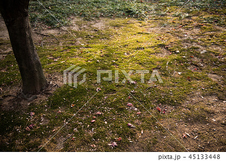 木 根 デルングワン 45133448