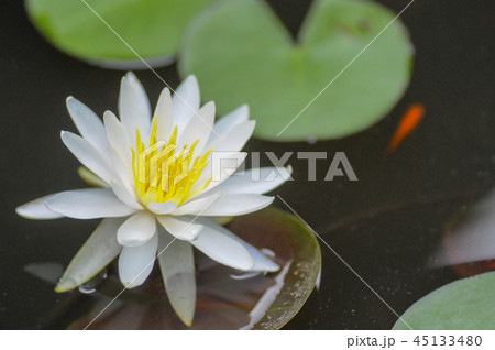 白蓮子とメダカ 45133480