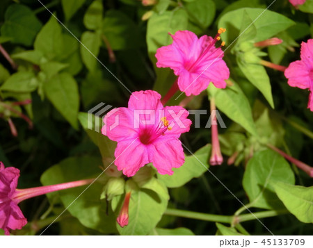 花 45133709