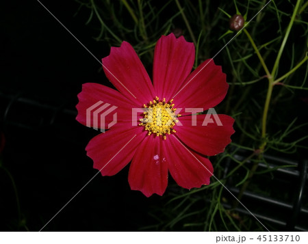 花 花 45133710