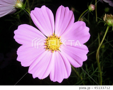 花 花 45133712