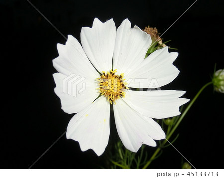 花 花 45133713