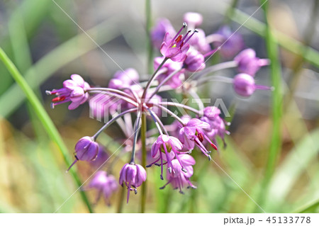 ヤマラッキョウ(山辣韮)の花 ヤマラッキョウ(山辣韮)の花 45133778