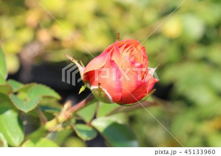 バラ 赤 ピンク 薔薇 バラ 赤 ピンク 薔薇 45133960