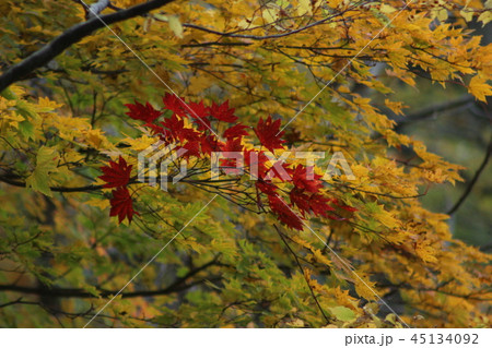 鳴子峡　紅葉 45134092