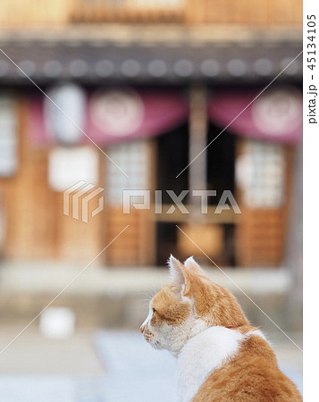 猫 尾道の寺 猫 尾道の寺 45134105