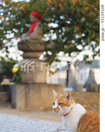 猫 尾道の寺 45134106