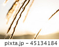 麟蹄 紅葉 秋 45134184