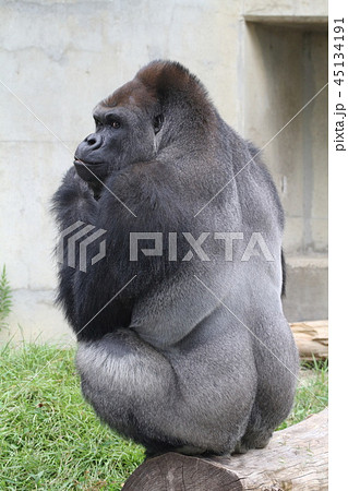 ニシゴリラ ニシゴリラ 45134191