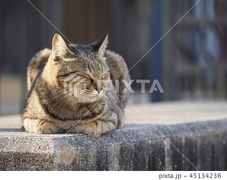 野良猫 キジトラ 45134236