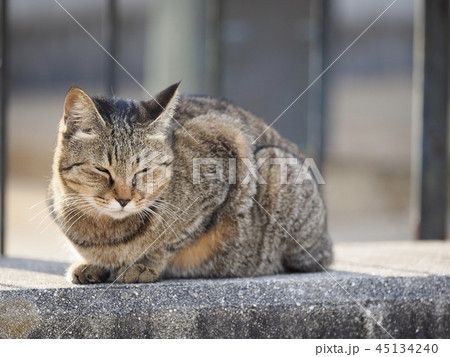 野良猫 キジトラ 45134240