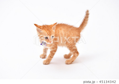 猫、ねこ、ネコ、キャット、茶トラ柄の子猫です。 45134342