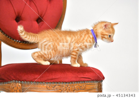 猫、ねこ、ネコ、キャット、茶トラ柄の子猫です。 45134343