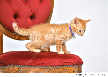 猫、ねこ、ネコ、キャット、茶トラ柄の子猫です。 45134344