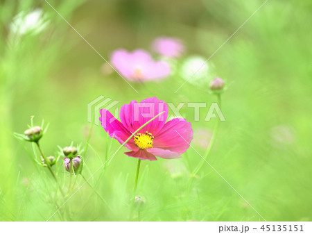 コスモスの花畑 コスモスの花畑 45135151