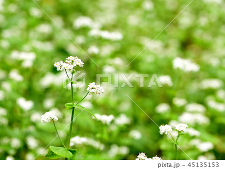ソバの花 ソバの花 45135153