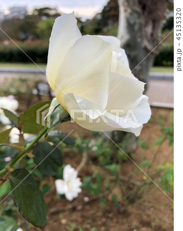 バラの花（ホワイト クリスマス）（縦） 45135320