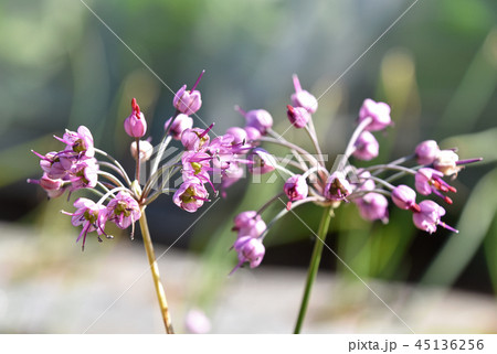 ヤマラッキョウ（山辣韮）の花 45136256