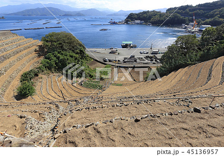 宇和島市三浦半島の「遊子水荷浦の段畑」（重要文化的景観） 45136957