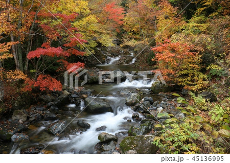 照葉峡 紅葉 45136995