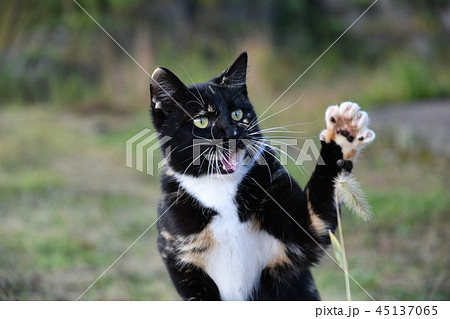 猫 野良猫 外ネコ 遊ぶ 猫じゃらしの写真素材