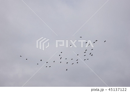 鳥の群れ　群れ　鵜　カワウ 45137122