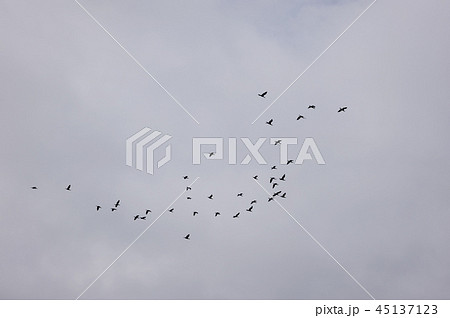 鳥の群れ　群れ　鵜　カワウ 45137123