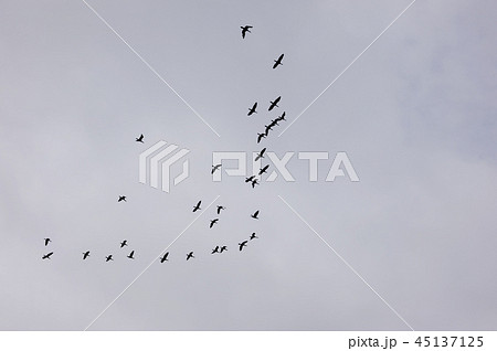 鳥の群れ 群れ 鵜 カワウ 鳥の群れ 群れ 鵜 カワウ 45137125