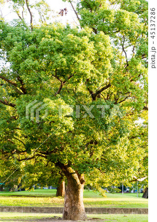 木　樹木 45137286