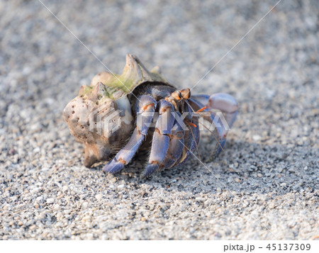 沖縄県 伊江島 ムラサキオカヤドカリ 45137309
