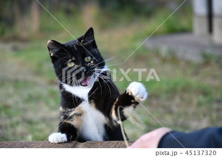 猫じゃらし 遊ぶ 立つ 猫 野良猫 猫パンチの写真素材