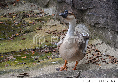 シナガチョウ 45137383