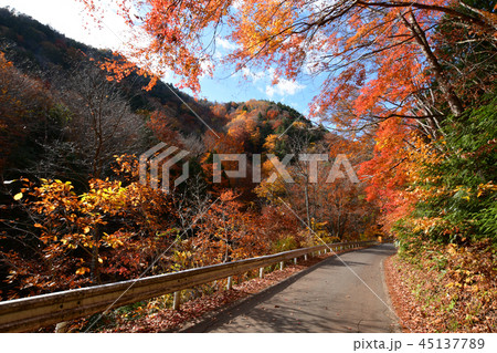 照葉峡の紅葉 照葉峡の紅葉 45137789