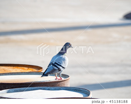 ハト 45138188