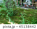 苔と草 45138442