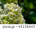 白紫陽花 45138443