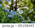 紫陽花 45138445